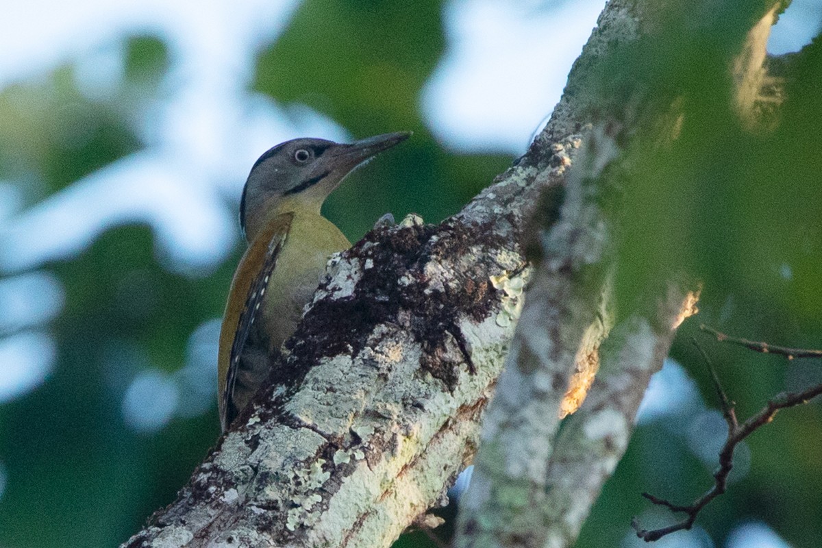 Gray-headed Woodpecker (Black-naped) - ML390074651