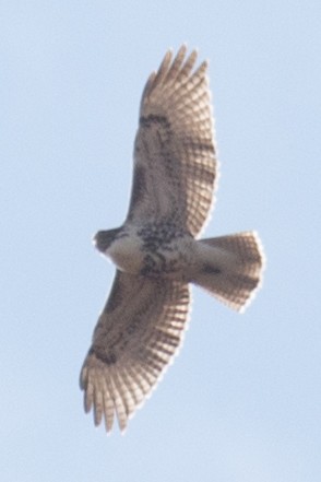 Red-tailed Hawk - ML39008181
