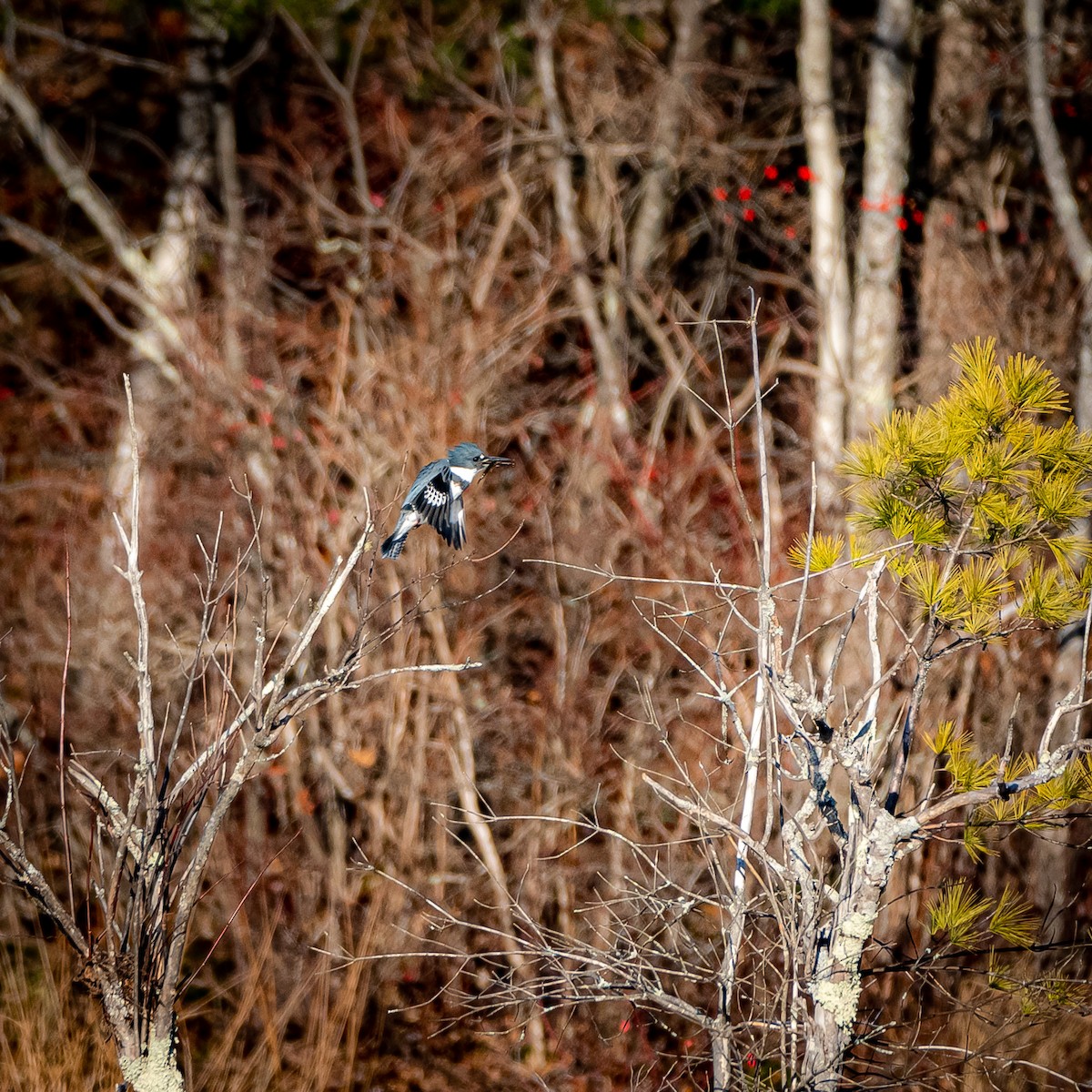 Belted Kingfisher - ML390083691