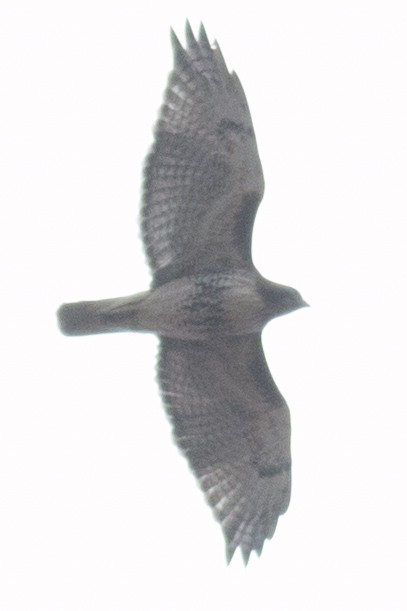 Red-tailed Hawk - ML39008381
