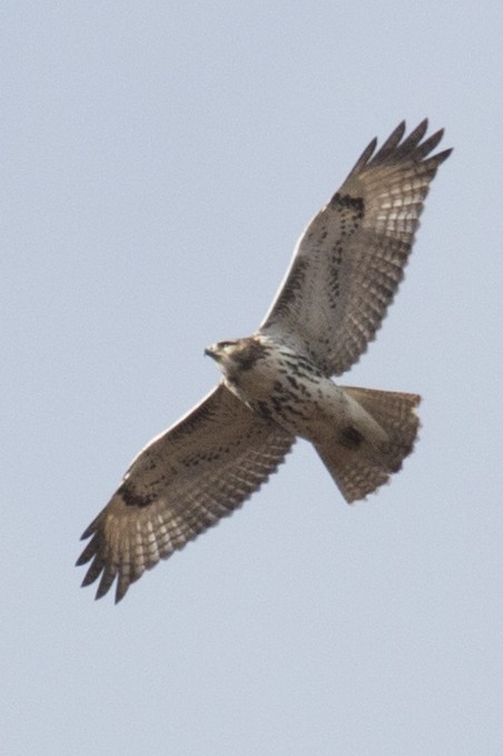 Red-tailed Hawk - ML39008461