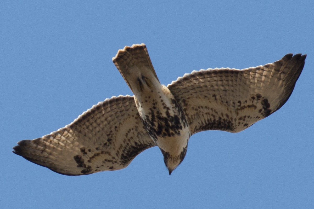 Red-tailed Hawk - ML39008501