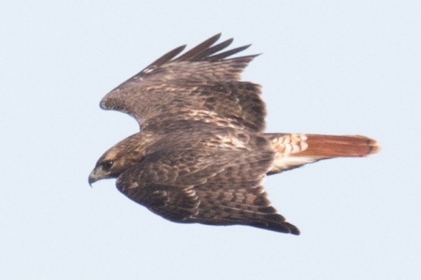 Red-tailed Hawk - ML39008571