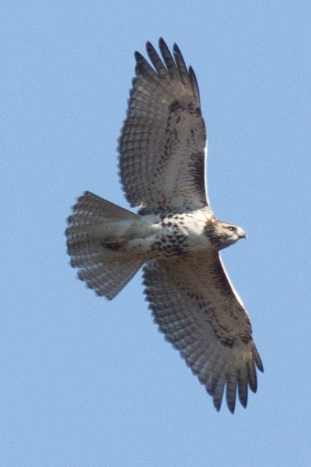 Red-tailed Hawk - ML39008601