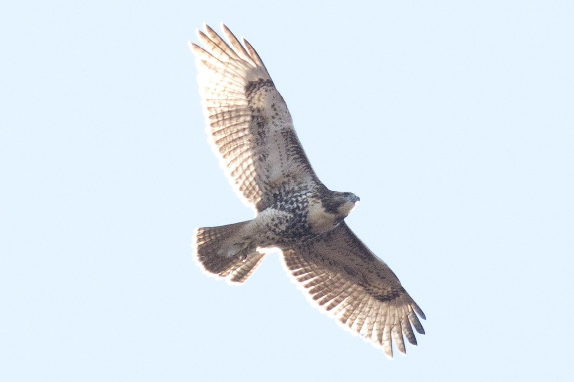 Red-tailed Hawk - ML39008781