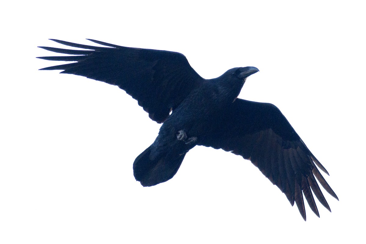 Common Raven - ML39008941