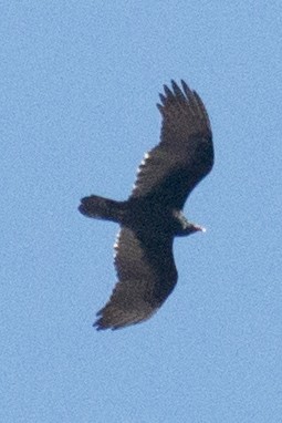 Turkey Vulture - ML39008991