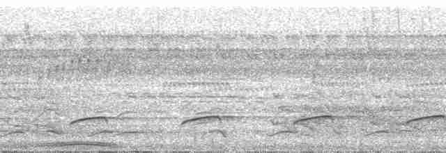 Şeritli Karıncaavcısı [doliatus grubu] - ML39009