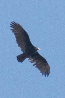 Turkey Vulture - ML39009001
