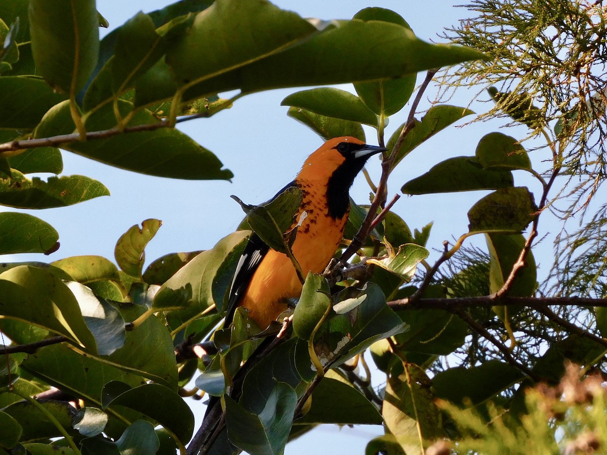 Spot-breasted Oriole - ML390091061