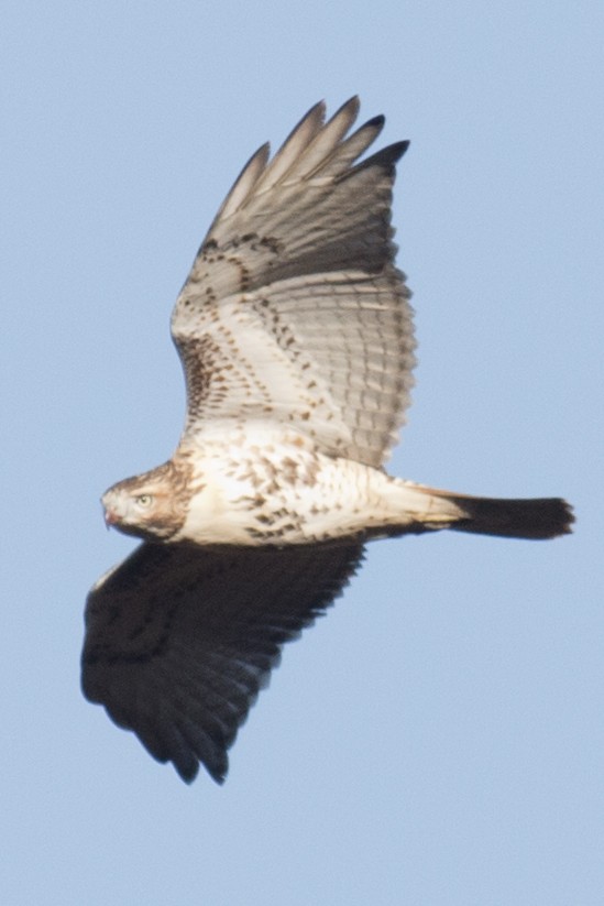 Red-tailed Hawk - ML39009181
