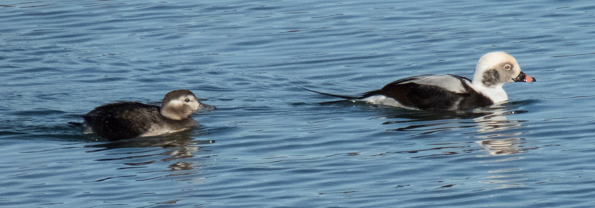 Long-tailed Duck - Linda Vaxvick
