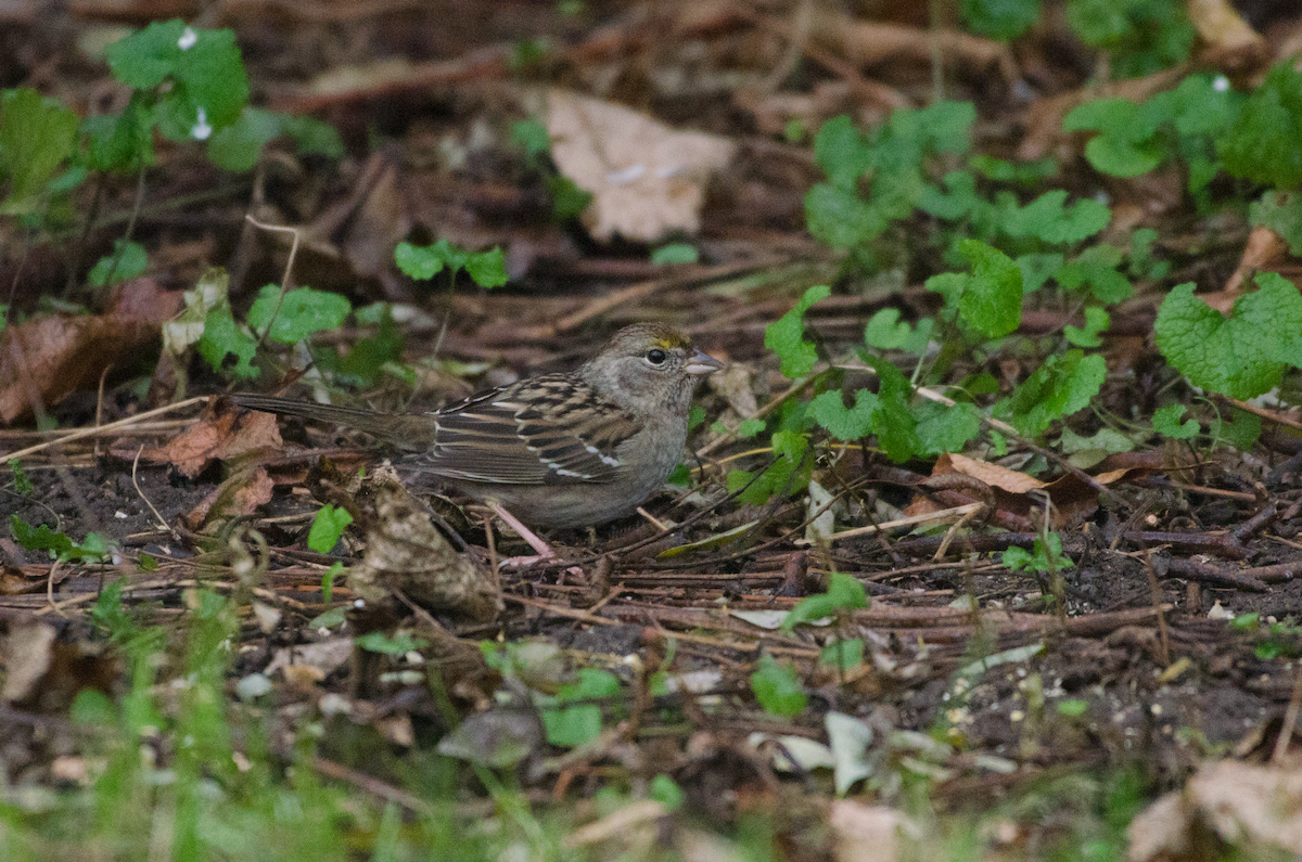 Golden-crowned Sparrow - ML390104151