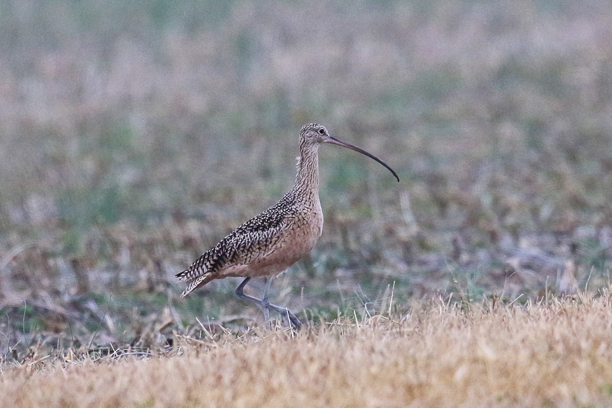 Long-billed Curlew - ML390110481