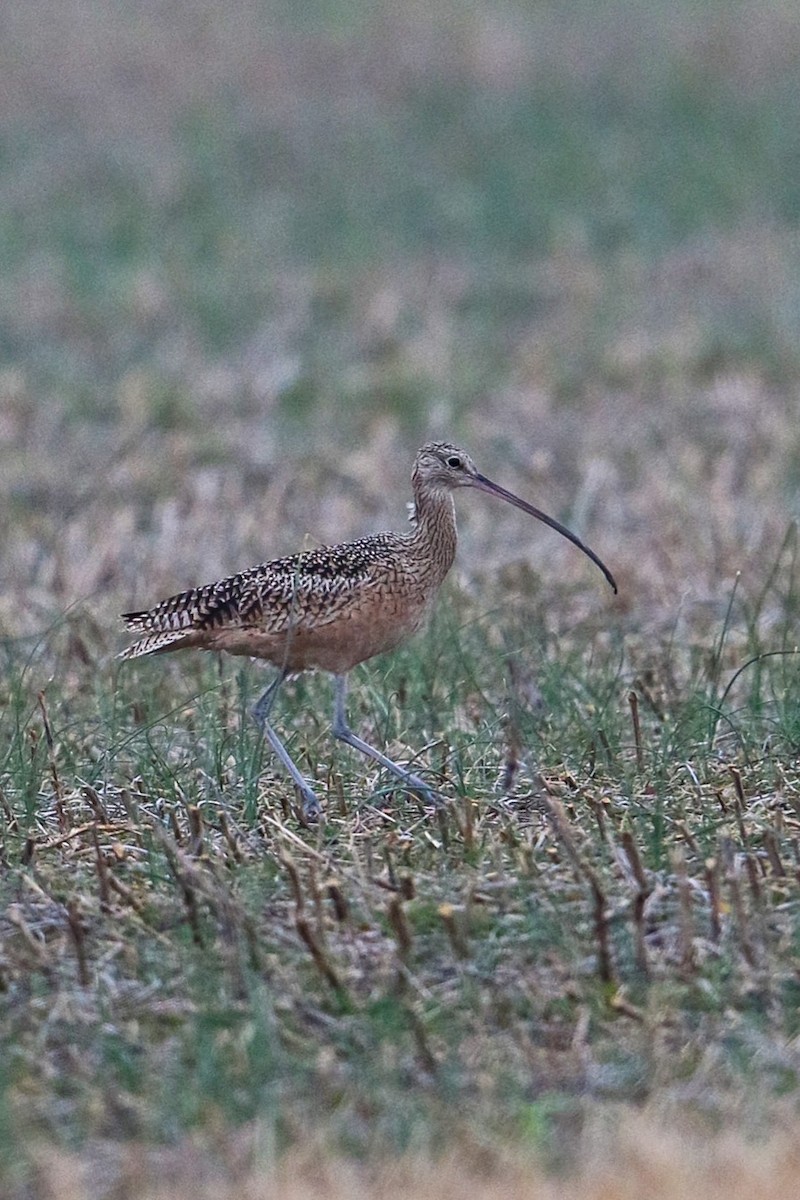 Long-billed Curlew - ML390110491