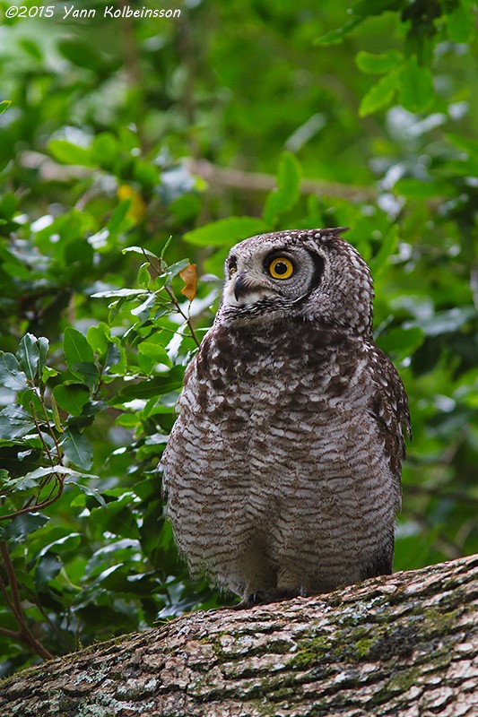 Spotted Eagle-Owl - Yann Kolbeinsson