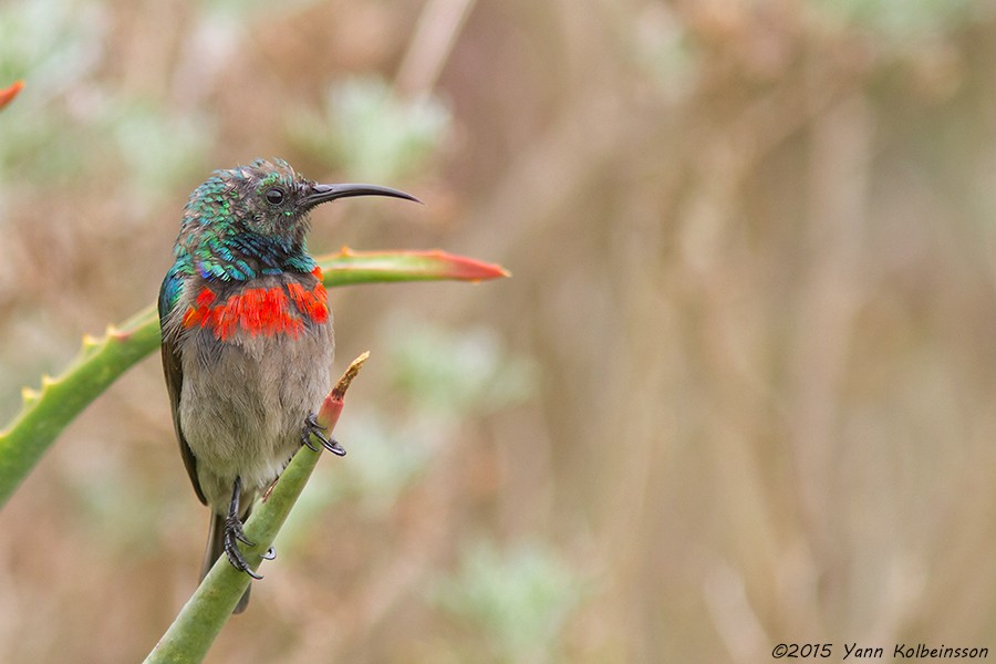 Southern Double-collared Sunbird - ML39013531