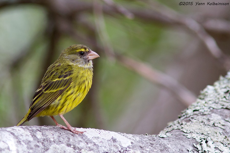Forest Canary - ML39013861