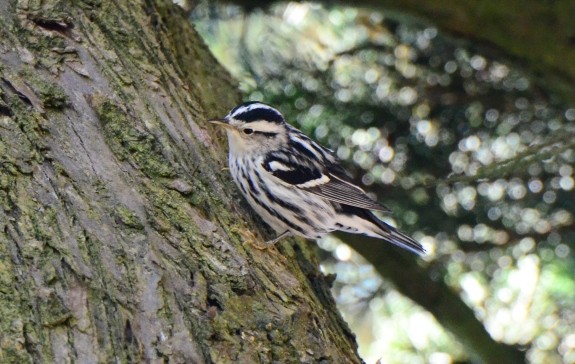 Black-and-white Warbler - ML39014061