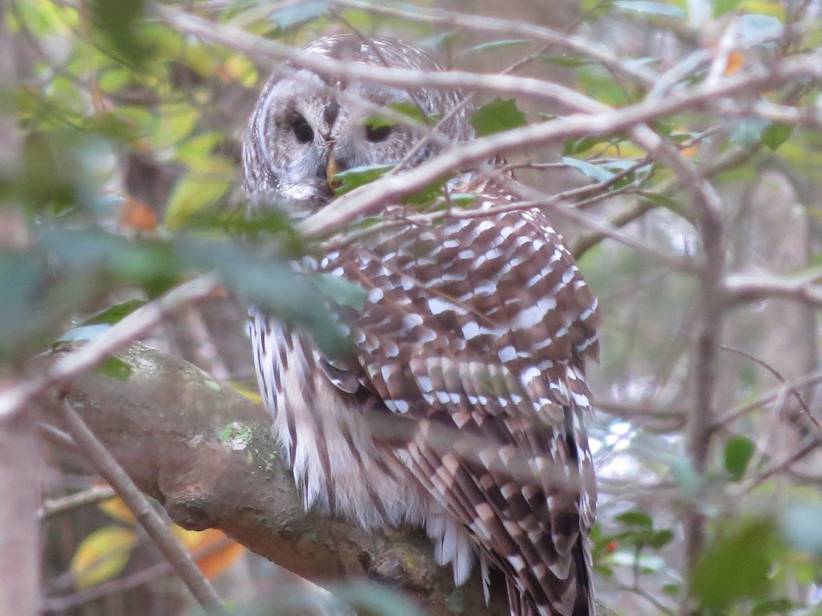 Barred Owl - Bill Elrick