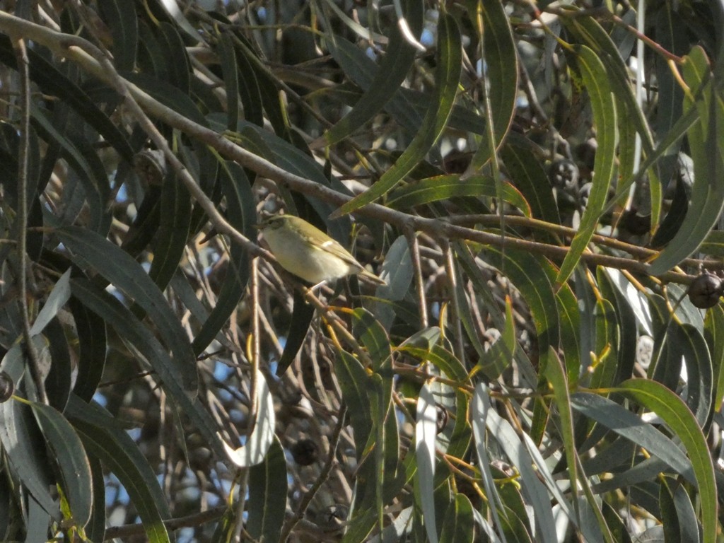 Yellow-browed Warbler - ML390151101