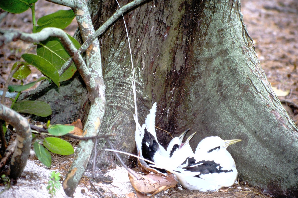 White-tailed Tropicbird - ML390154421