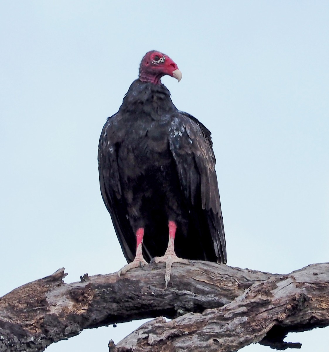 Turkey Vulture - ML39016011