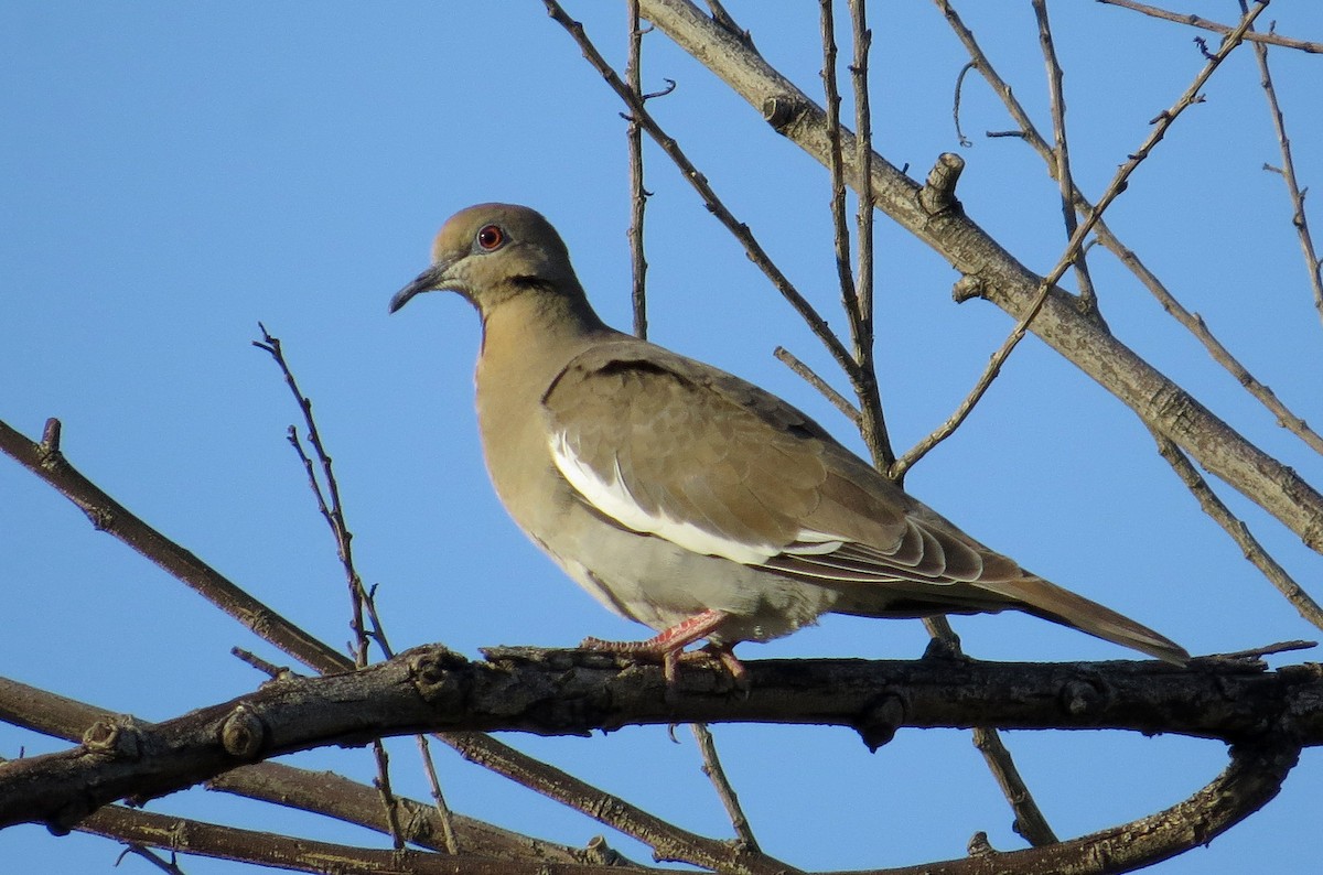White-winged Dove - Matthew Grube