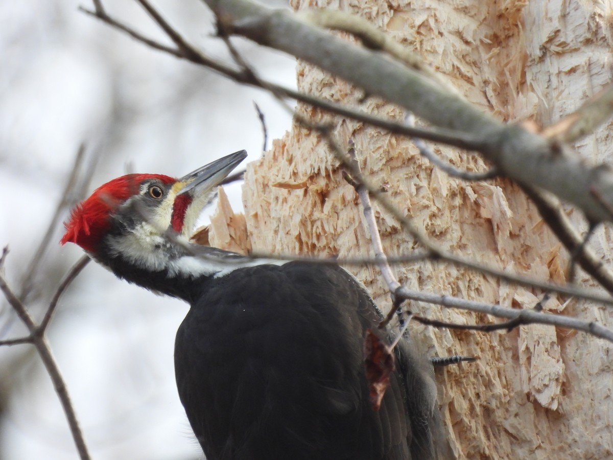 Pileated Woodpecker - ML390166791