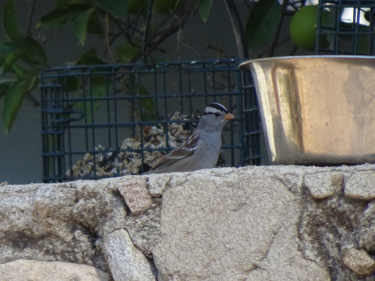 White-crowned Sparrow - ML390168501