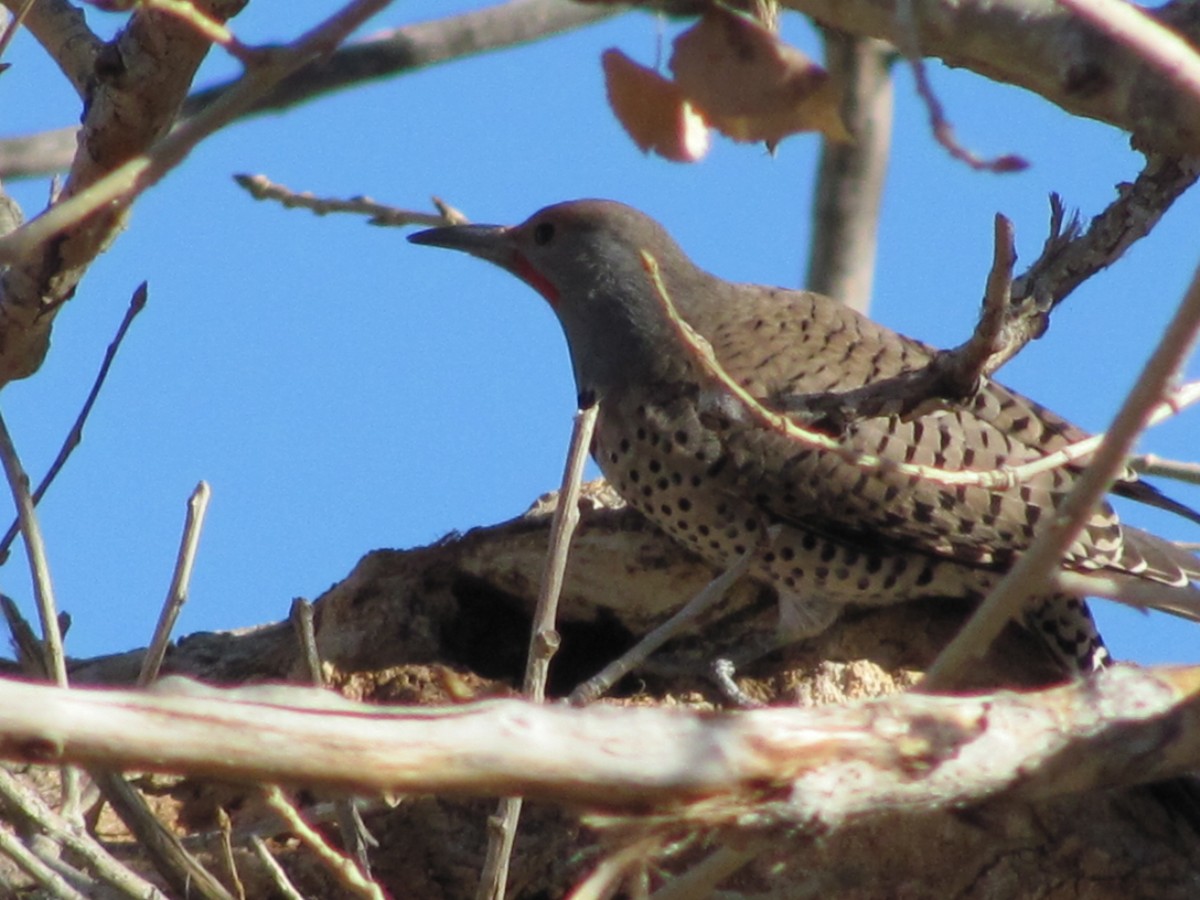 Northern Flicker (Red-shafted) - ML390171531