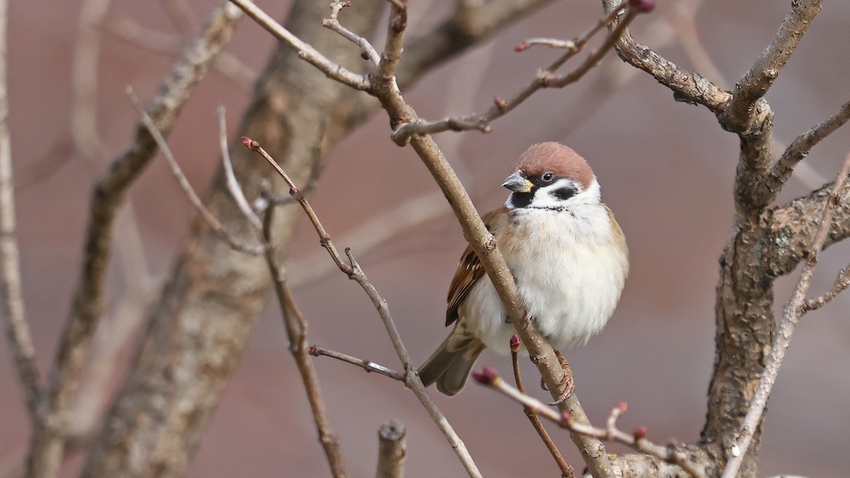 Eurasian Tree Sparrow - ML390171621