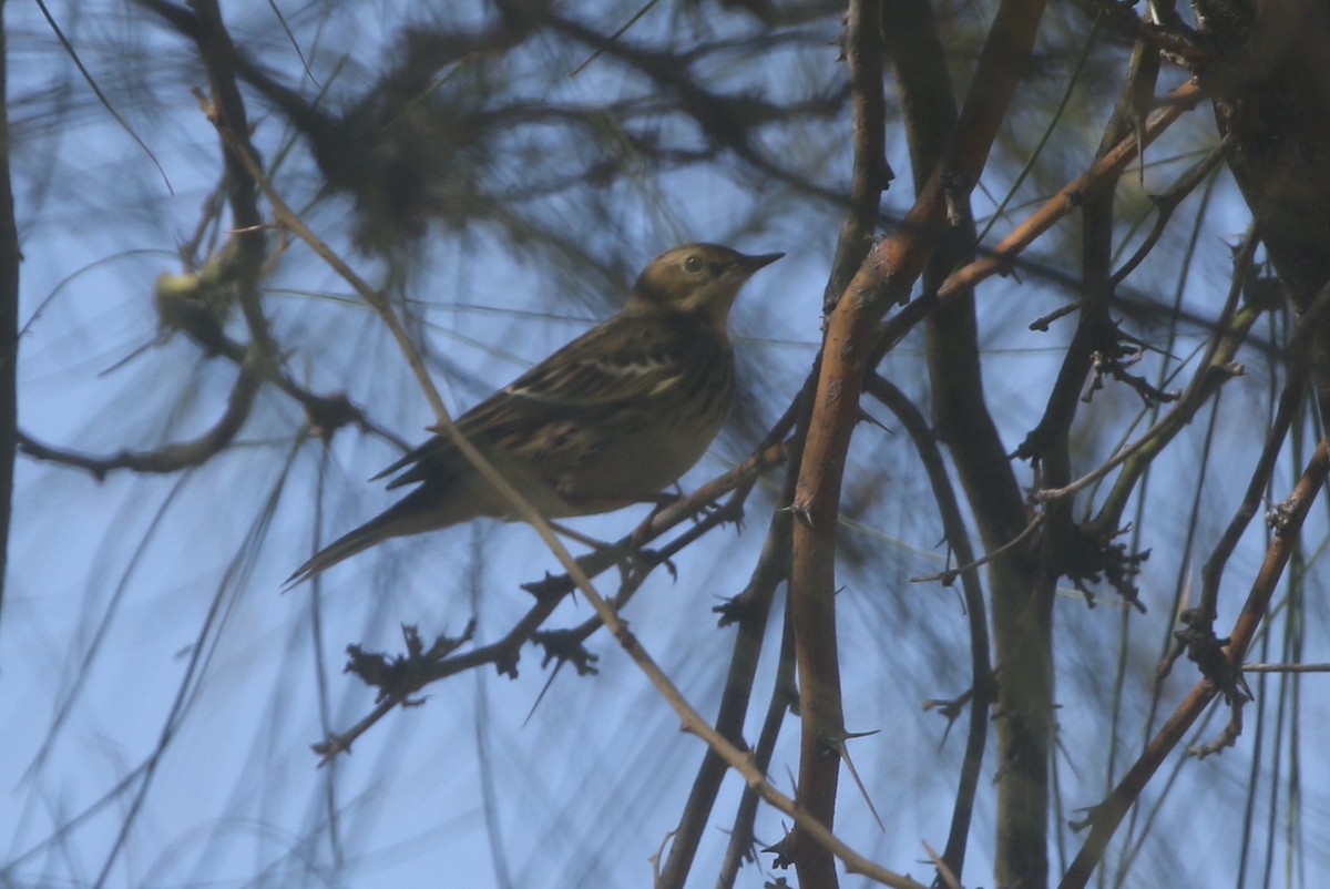 Red-throated Pipit - ML390178121