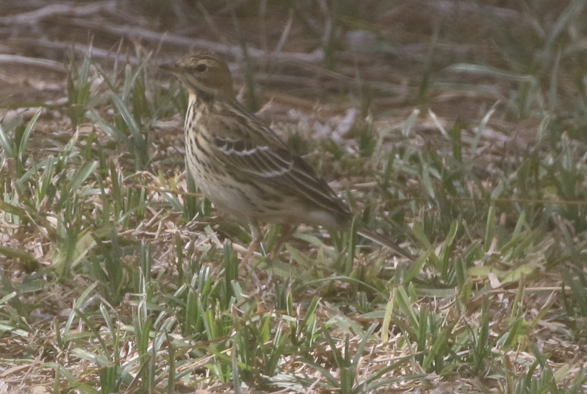 Red-throated Pipit - ML390178161