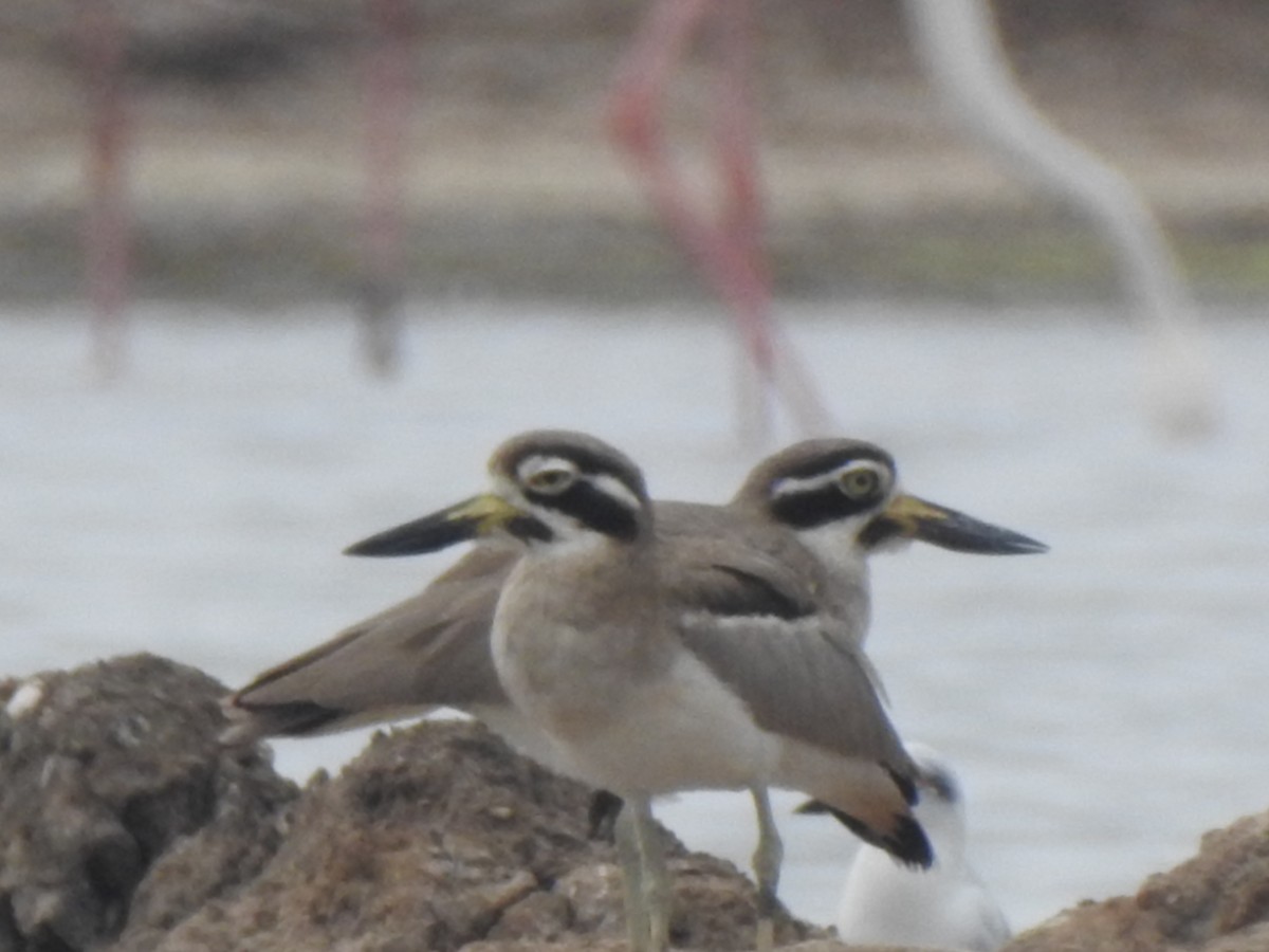 Great Thick-knee - ML39017911