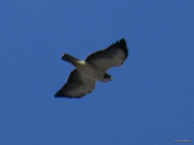 Short-tailed Hawk - ML390184851
