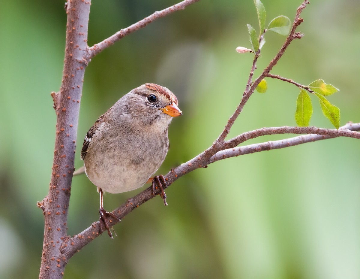 White-crowned Sparrow - ML390185381
