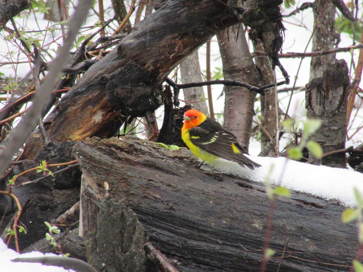 Western Tanager - ML390188391