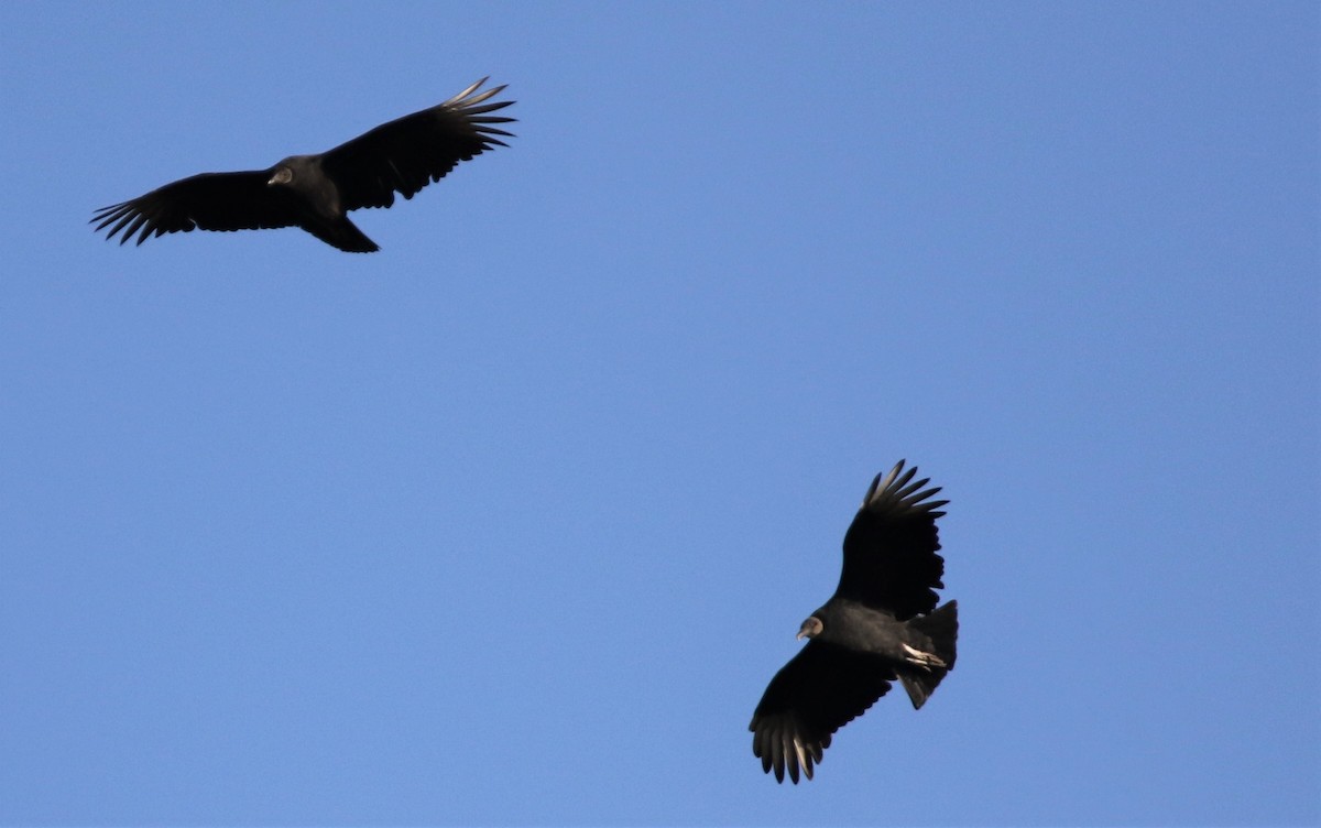 Black Vulture - Daniel Lebbin