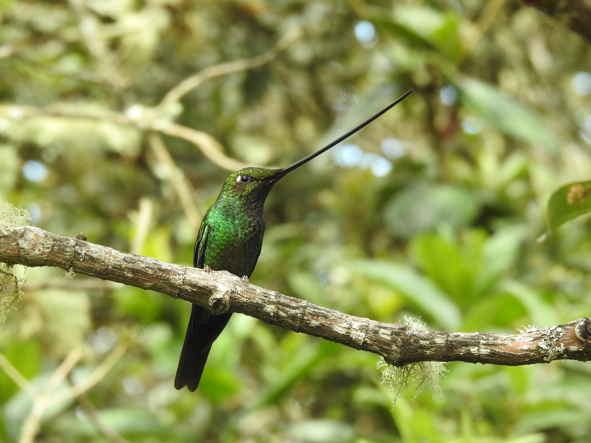 Sword-billed Hummingbird - ML390202061