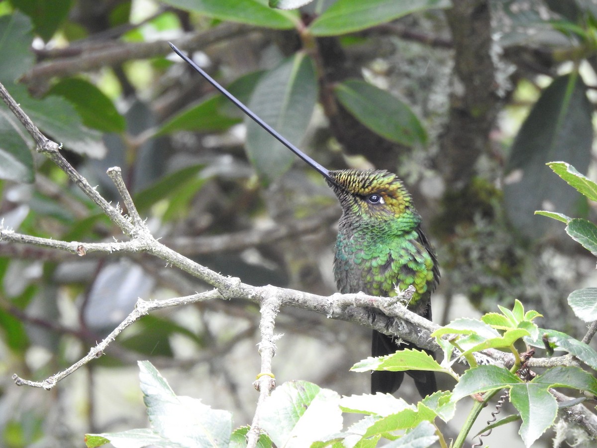 Sword-billed Hummingbird - ML390202411