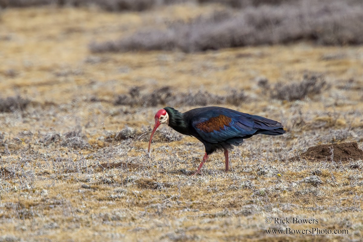 ibis jihoafrický - ML390205571