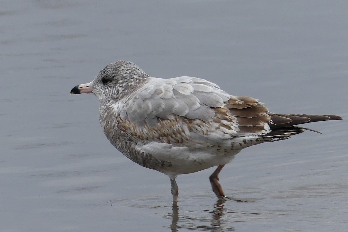 Ring-billed Gull - Catherine Lawrence