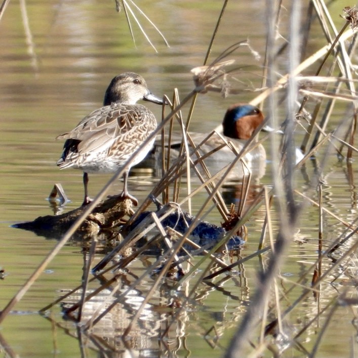 Green-winged Teal - ML390212021