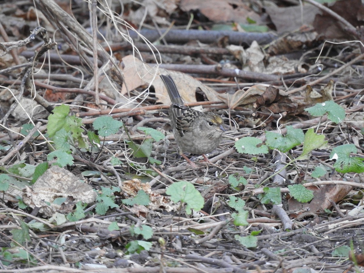Golden-crowned Sparrow - ML390231421