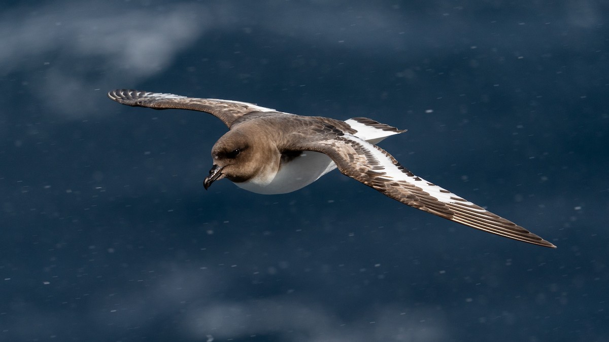 Antarctic Petrel - Javier Cotin