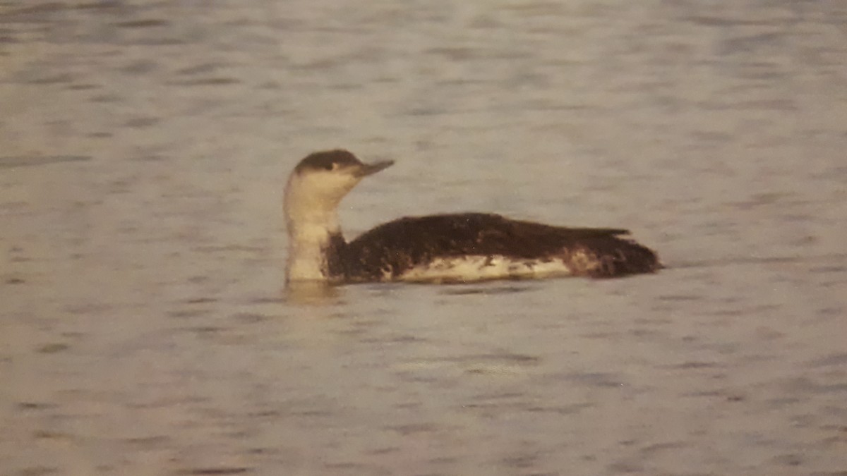 Red-throated Loon - Darren Hall