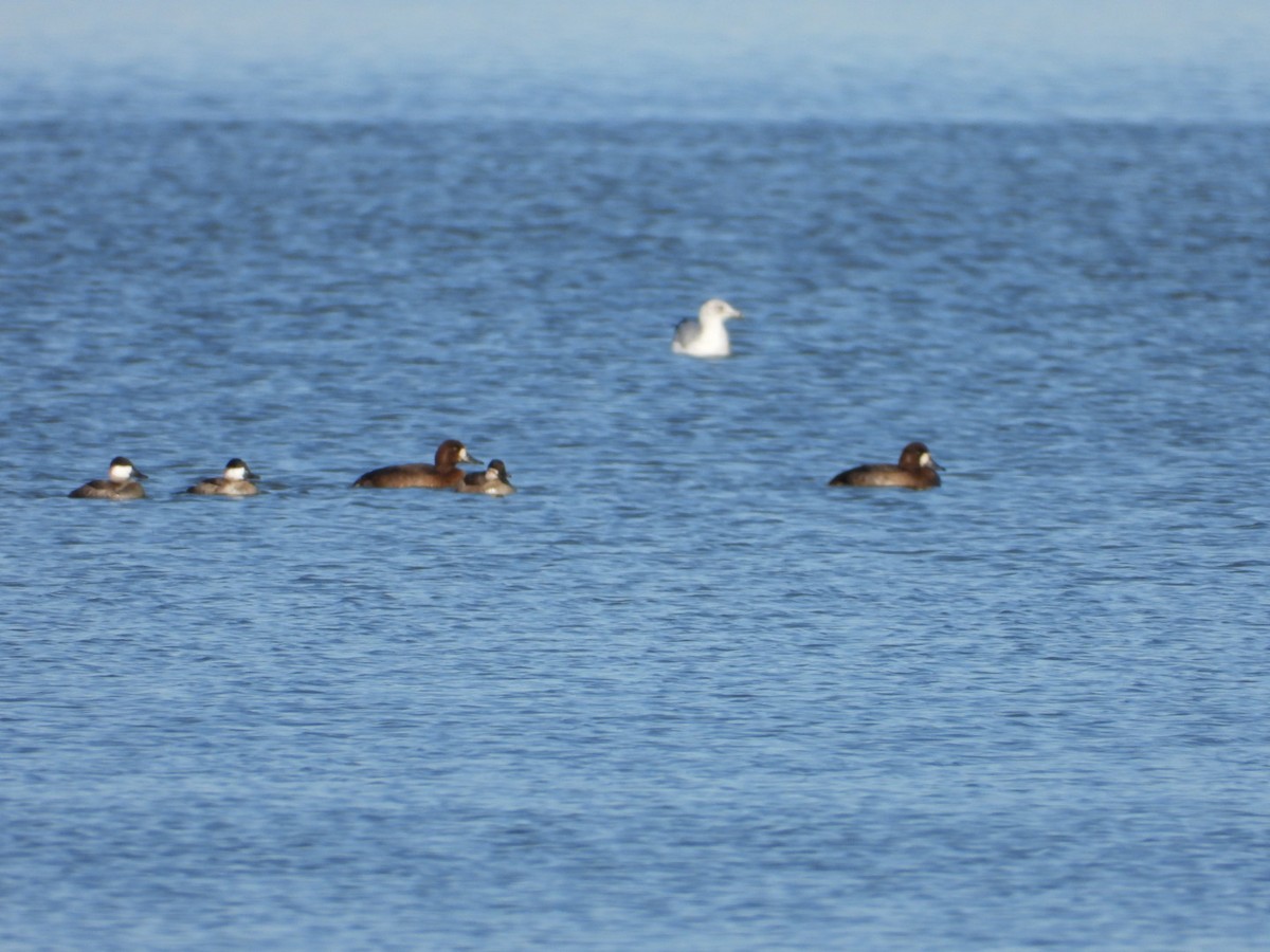 Greater Scaup - Christopher Daniels