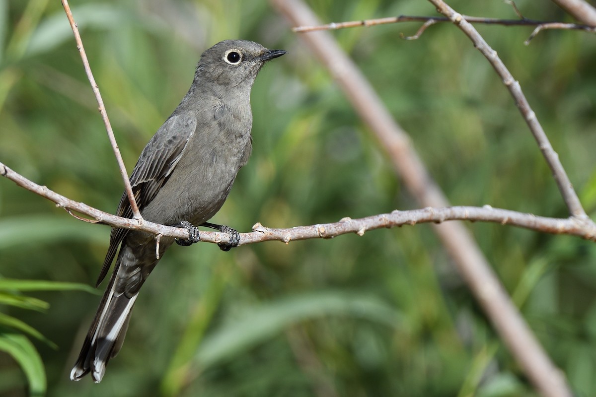 Townsend's Solitaire - ML390244221