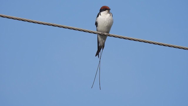 Wire-tailed Swallow - ML390246161